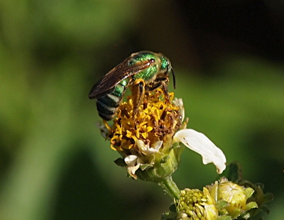 [This bee, perched atop the center of a flower which has all but one of its white petals missing, has a green body with white stripes on its back section. Its wings appear to be brown.]